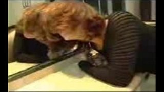 ���ုပ်ပုံများနှင့် assfucked