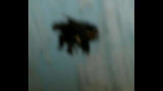 ���ാറ്റിൻ വാർത്തകൾ cam in ecuador . centro historico putas ecuatorianas